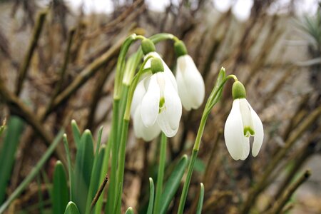 White nature macro photo