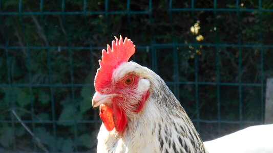 Hen chicken coop poultry photo