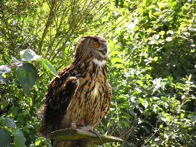 Wildlife park poing bird