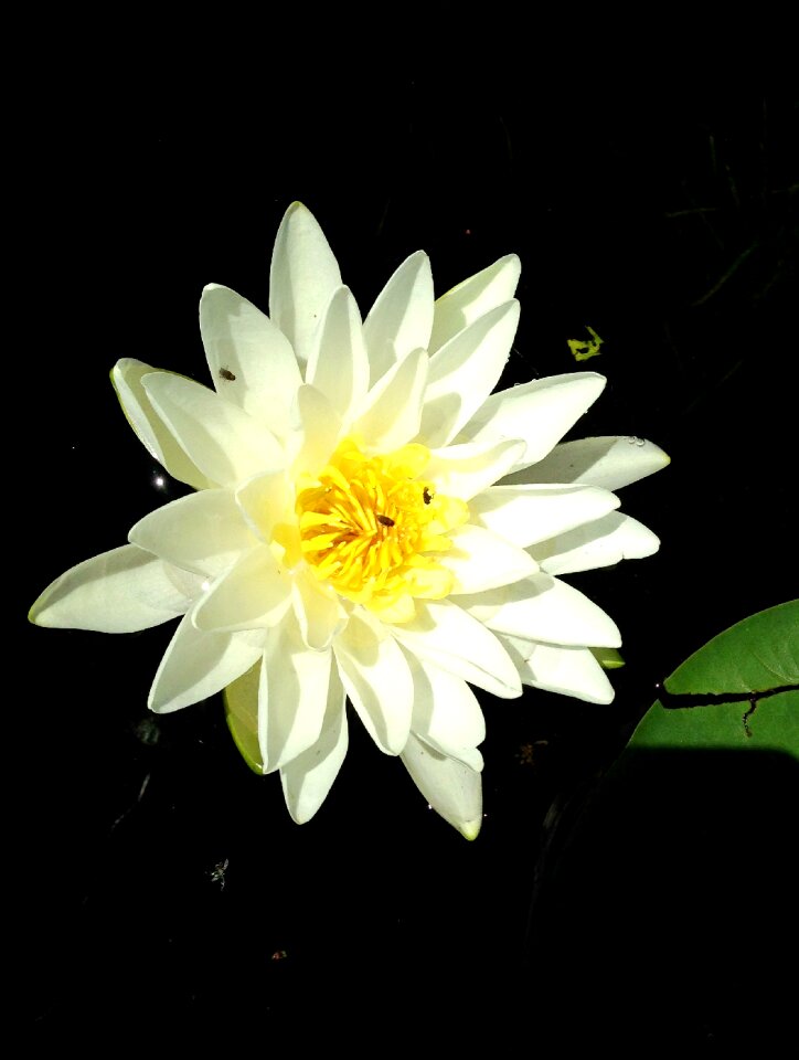 Bloom nature flora