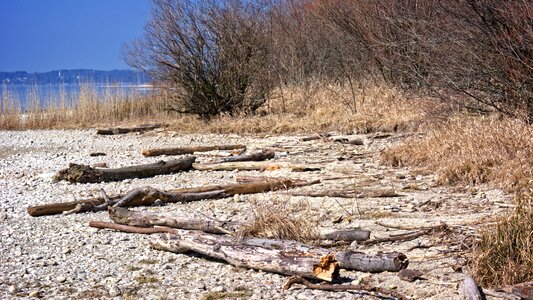 Drift wood beach wood photo