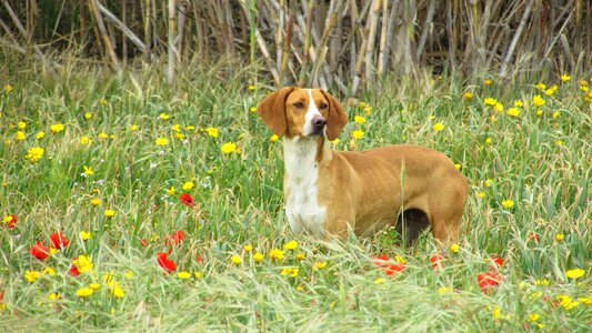 Stray looking fields