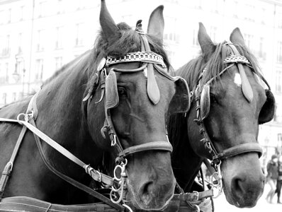 Black and white tableware blinkers photo