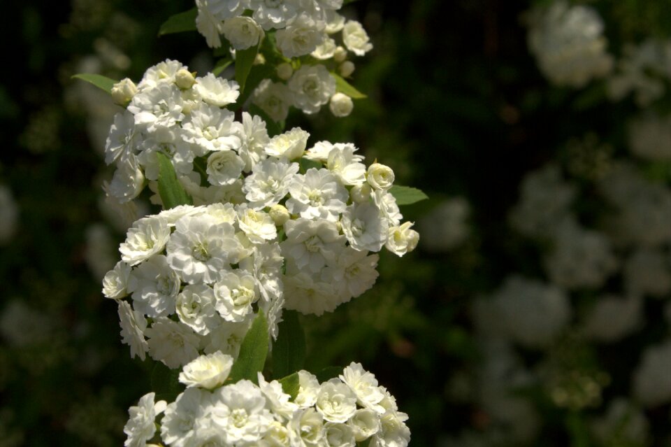 Nature plant spring