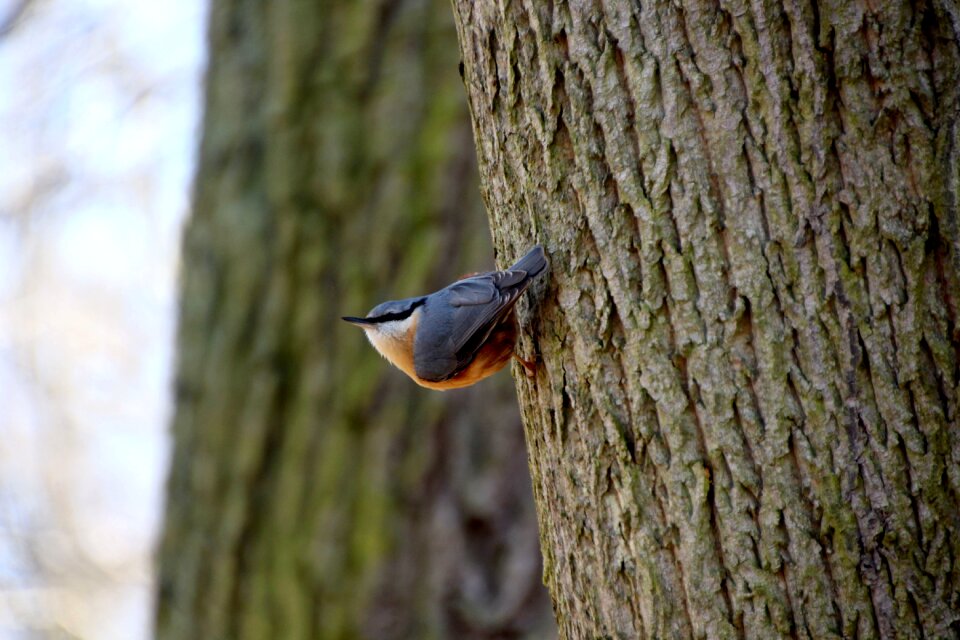 Bird fauna tree