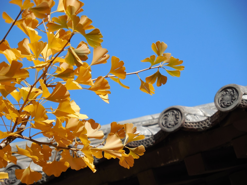 Autumn golden yellow