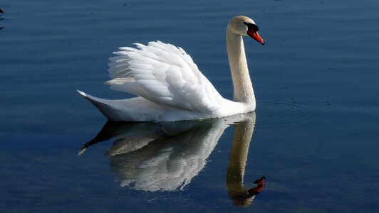 Bird lake lake constance water bird