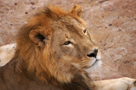 Mali zoo animal