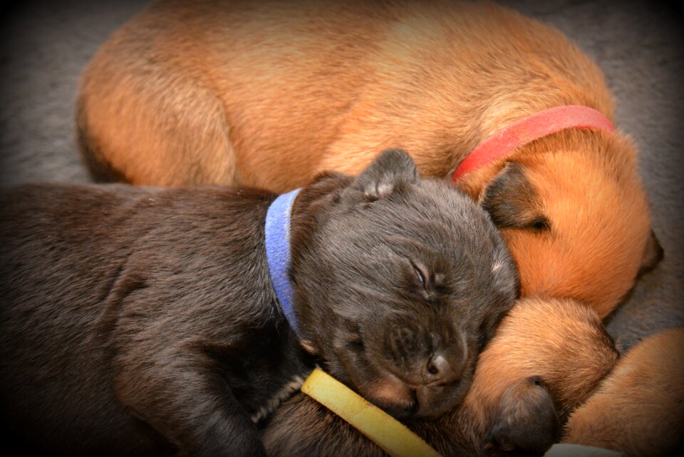 Hybrid boxer belgian shepherd dog photo