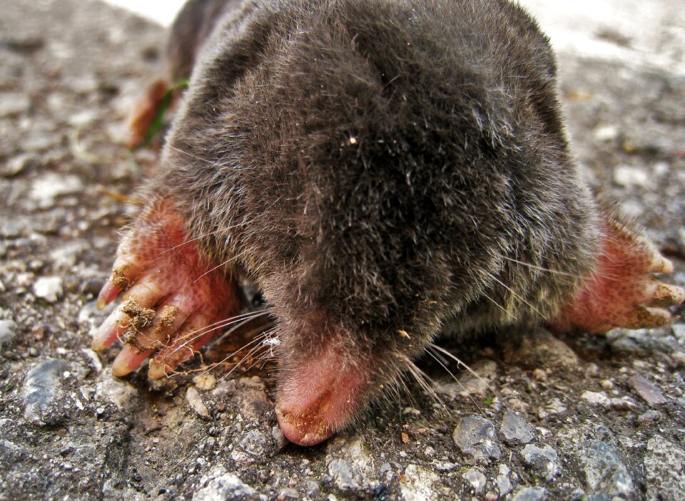 Mammal tierchen furry