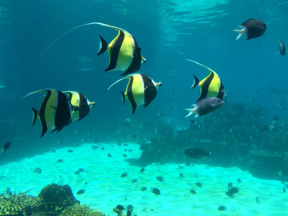 Clown fish underwater world blue