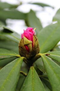Bloom garden plant