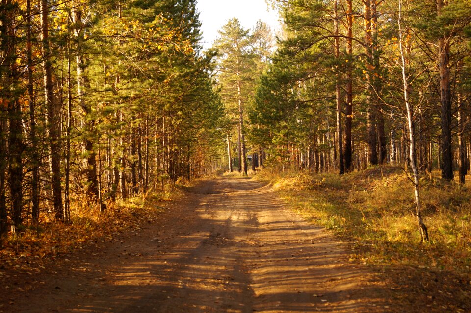 Nature the way track
