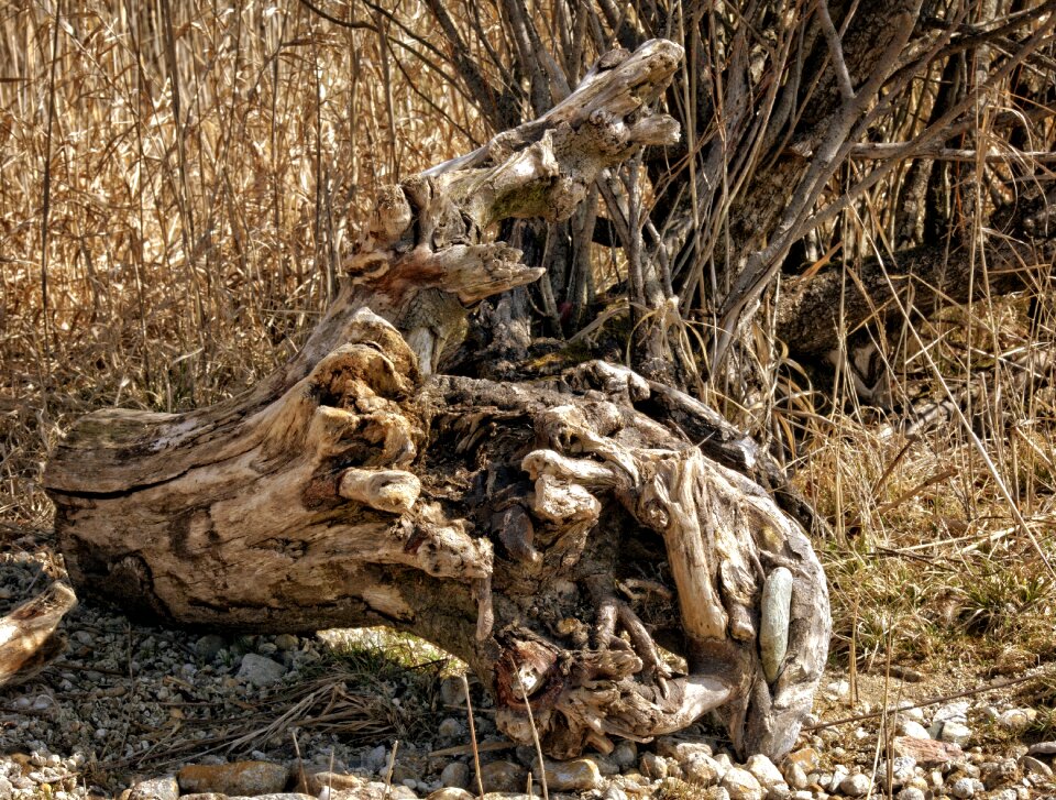 Drift wood beach wood