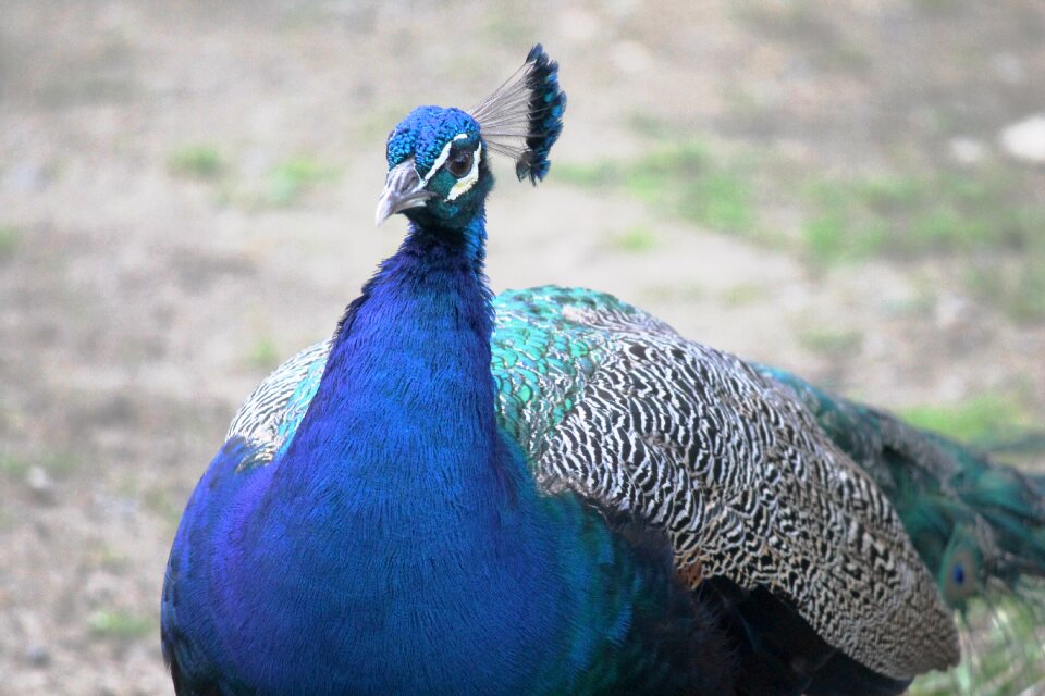 Turkey royal colorful