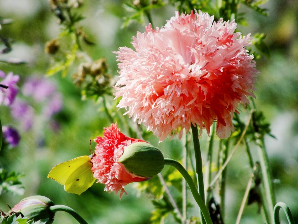 Blossom spring summer