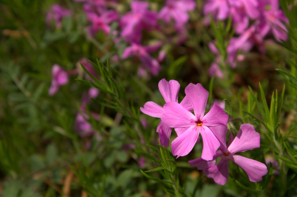 Nature purple flowers floral