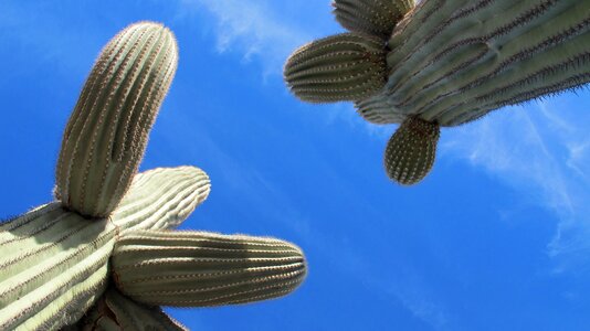 Tucson arizona sonoran desert photo