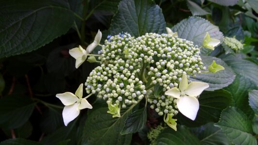 Hydrangea flower nature