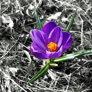 Crocus single flower spring photo