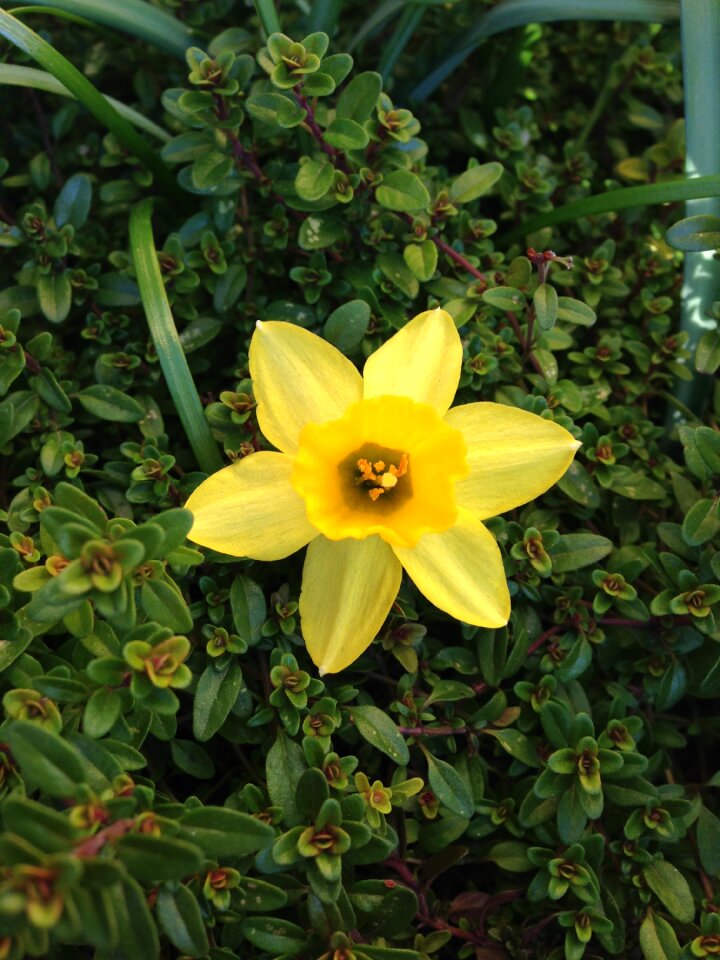 Bloom spring yellow