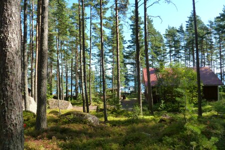 Finland summer forest photo