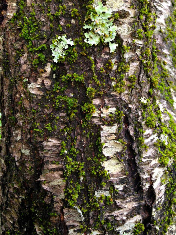 Tree bark texture wood cracks photo