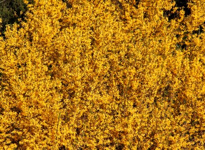 Early driving season forsythienstrauch photo