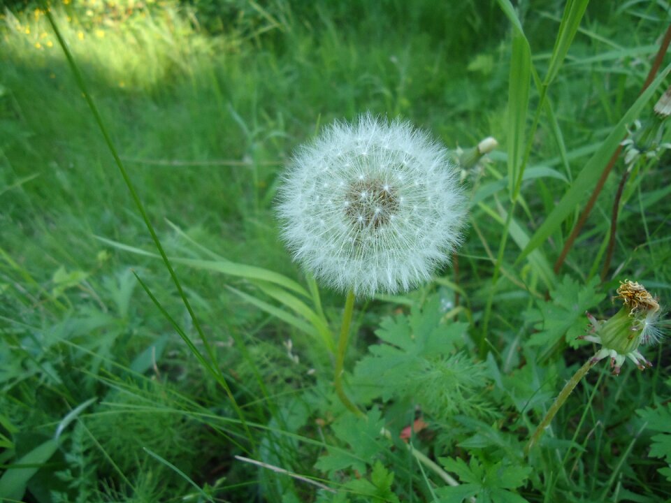 Grass dandelion flower