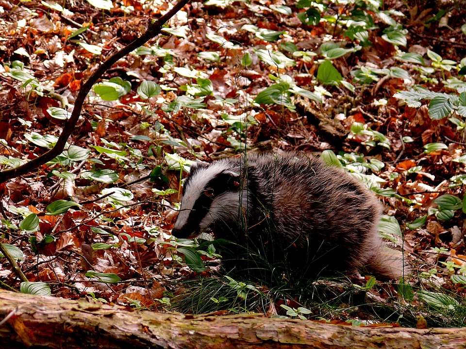 Animal forest mammal