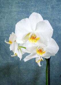 Artistic white plant