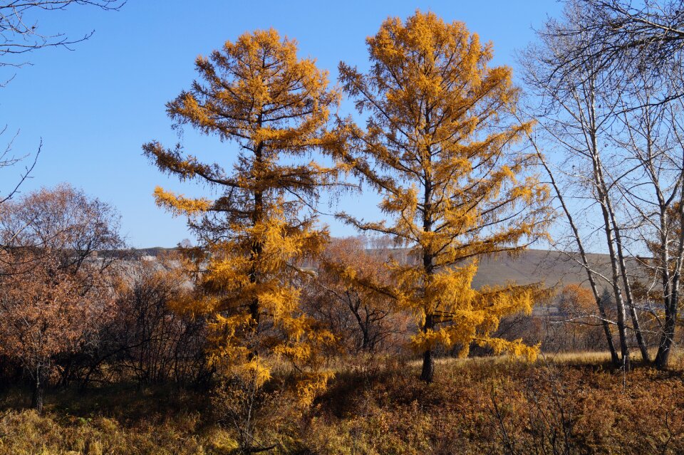 Nature two trees yellow foliage