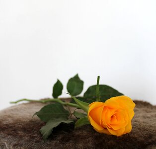 Table decorations background beautiful