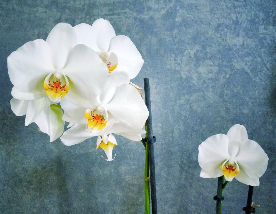 Artistic white plant