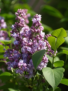 Lilac lilac umbels syringa vulgaris photo