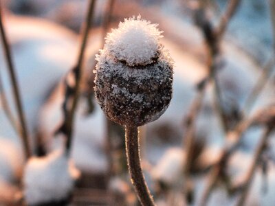Snow ice frost