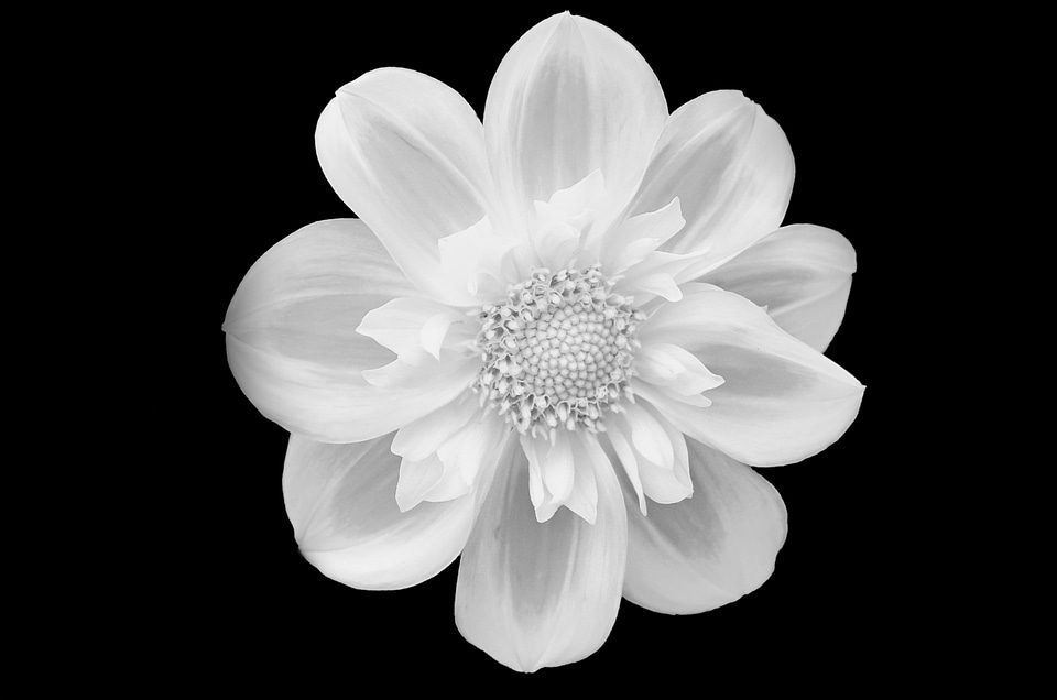 Isolated background white