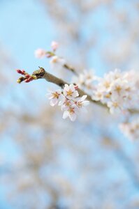 Flowers spring plant