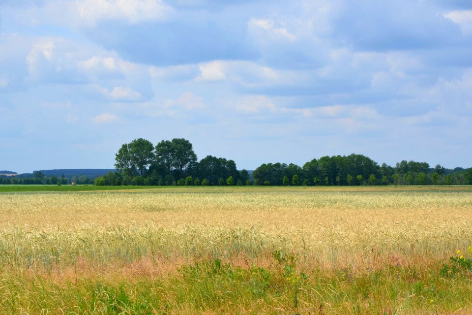 Trees cornfield nature