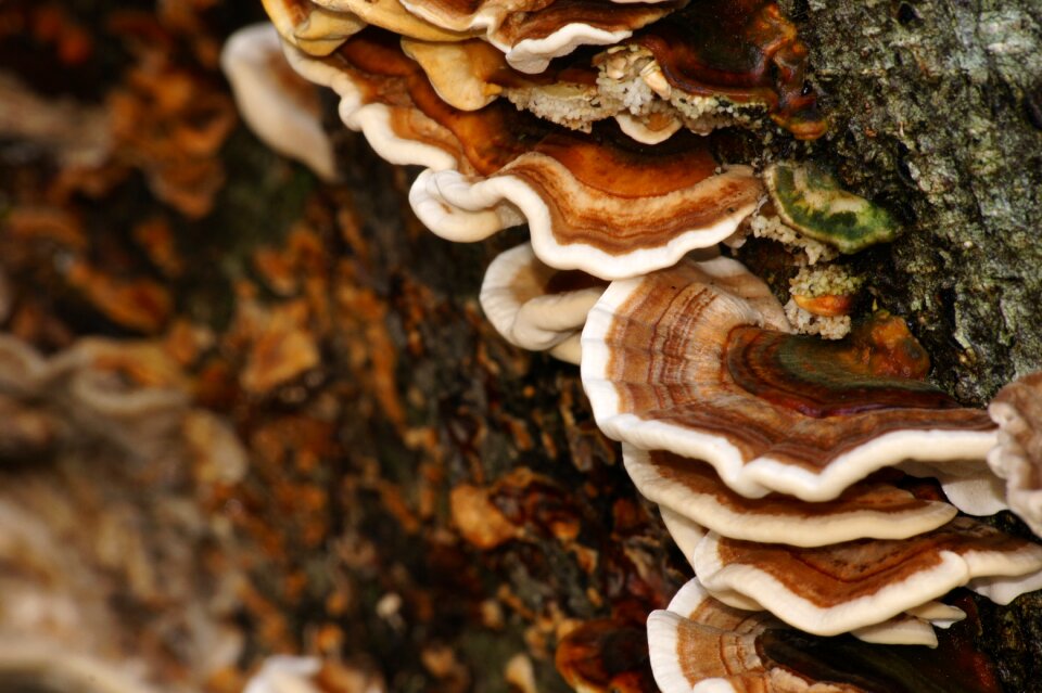 Tree trunk striations