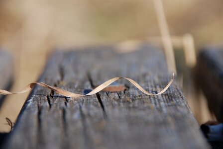 Grass dries up wood close up photo