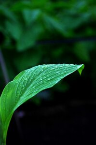 Plant natural landscape