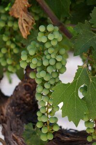 Harvest green wine