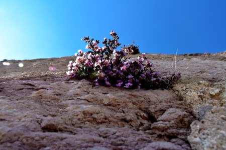 Pink flowers sky