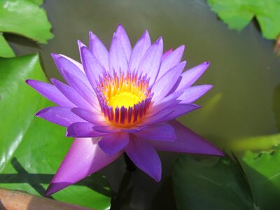 Purple flower purple water lily