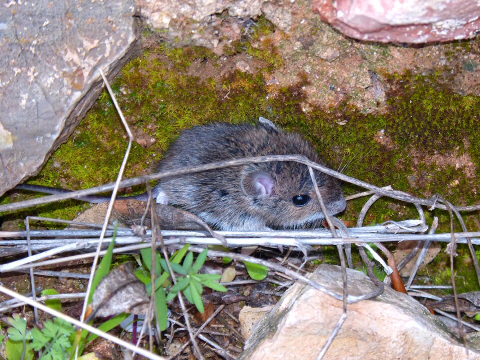 Rodent mouse small mammal