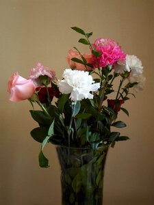 Plants petals carnations photo
