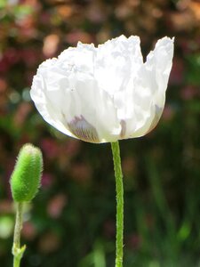 Close up spring iceland poppy photo