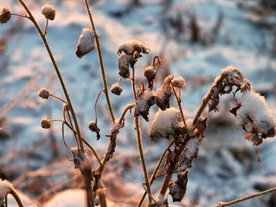 Snow ice frost photo