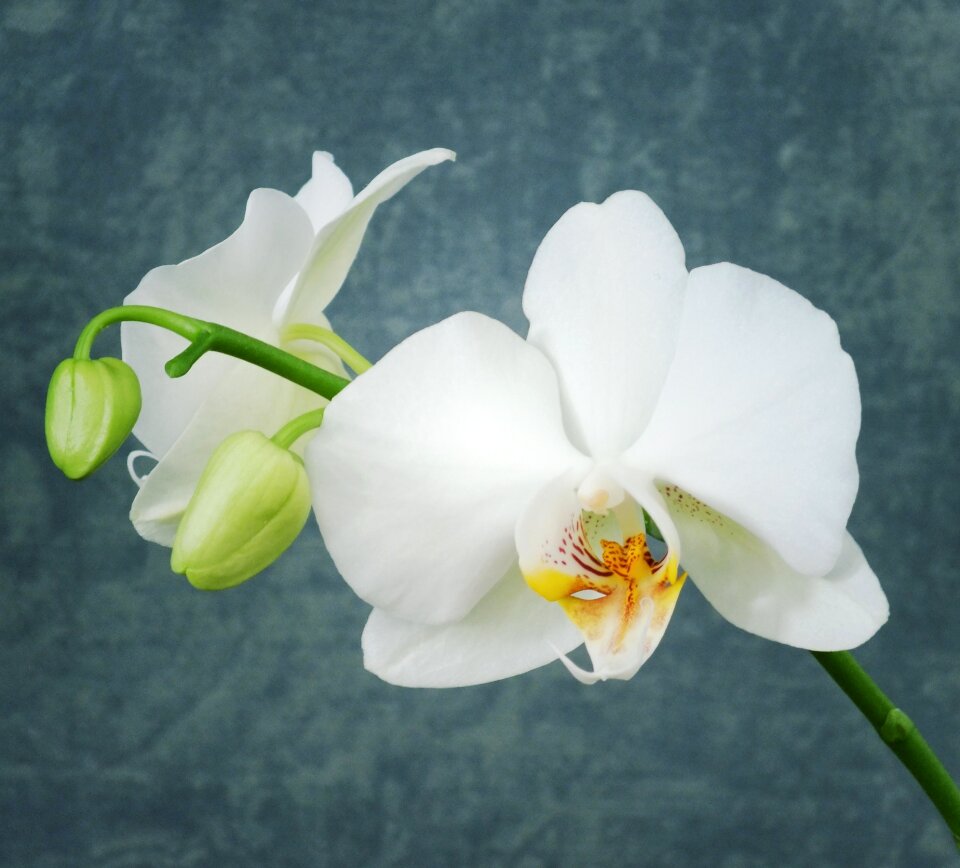 White nature petal